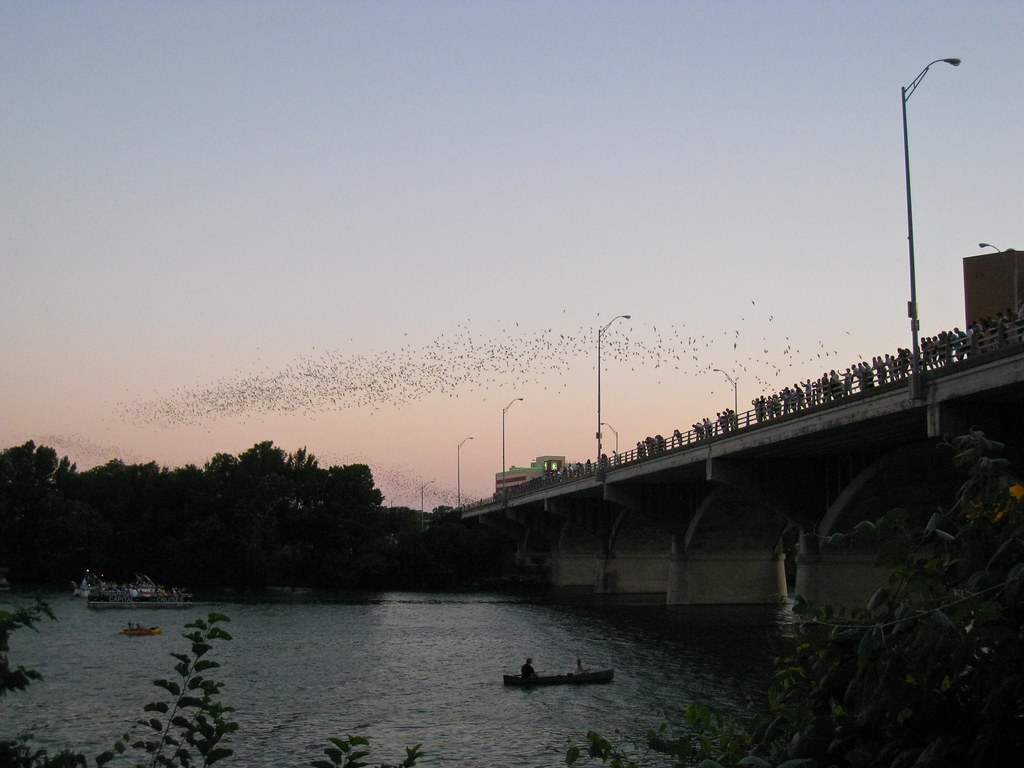 Crowds lined up on the bridge to watch bat colony leave. Austin, Tx. At sunset.