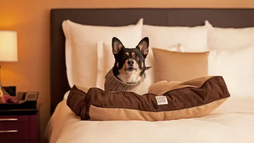 Hyatt Regency is the hotel of Jacksonville situated on RIver front is a pet-friendly hotel