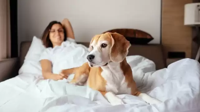 Top Best Pet Friendly Hotels in Sedona