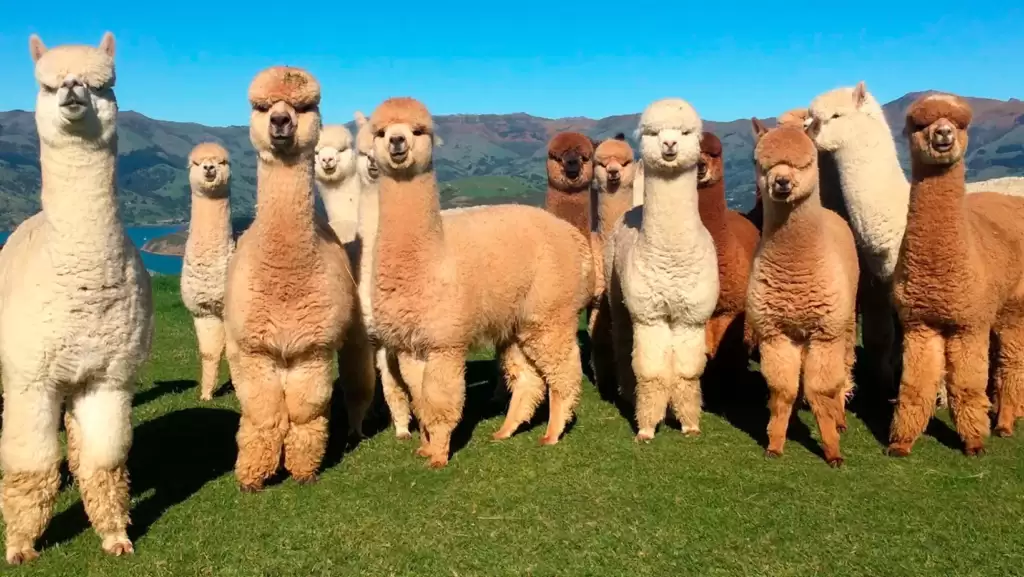 Island Alpaca is the beautiful place with a grass and animals IN Martha's Vineyard