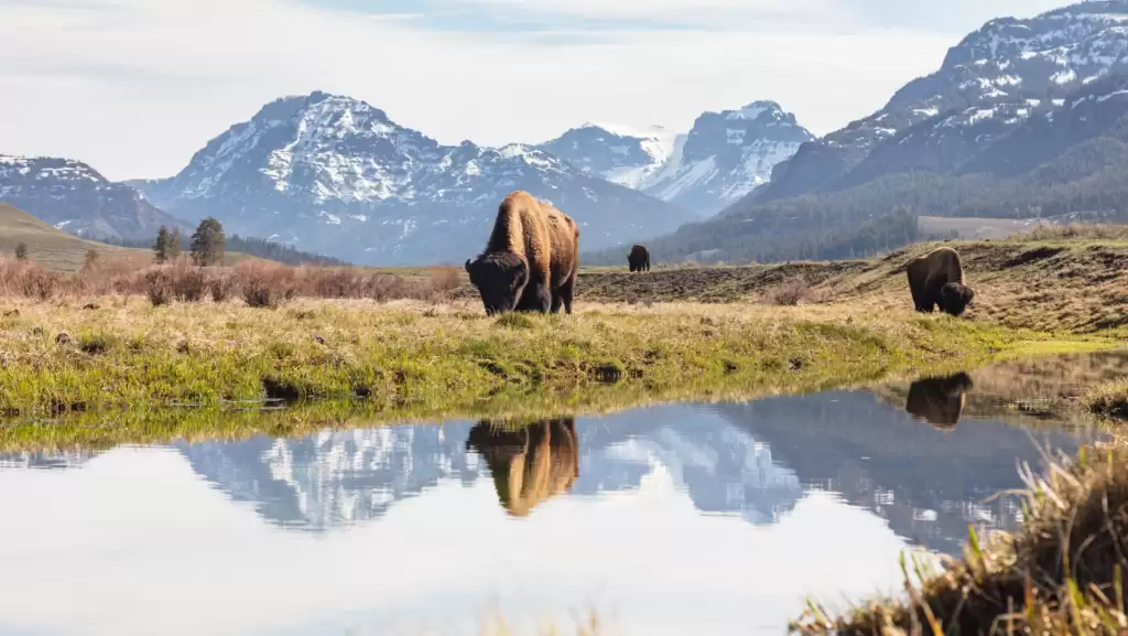 Bull bison graze along an ephemeral pool in Lamar Valley of Yellowstone National Park.