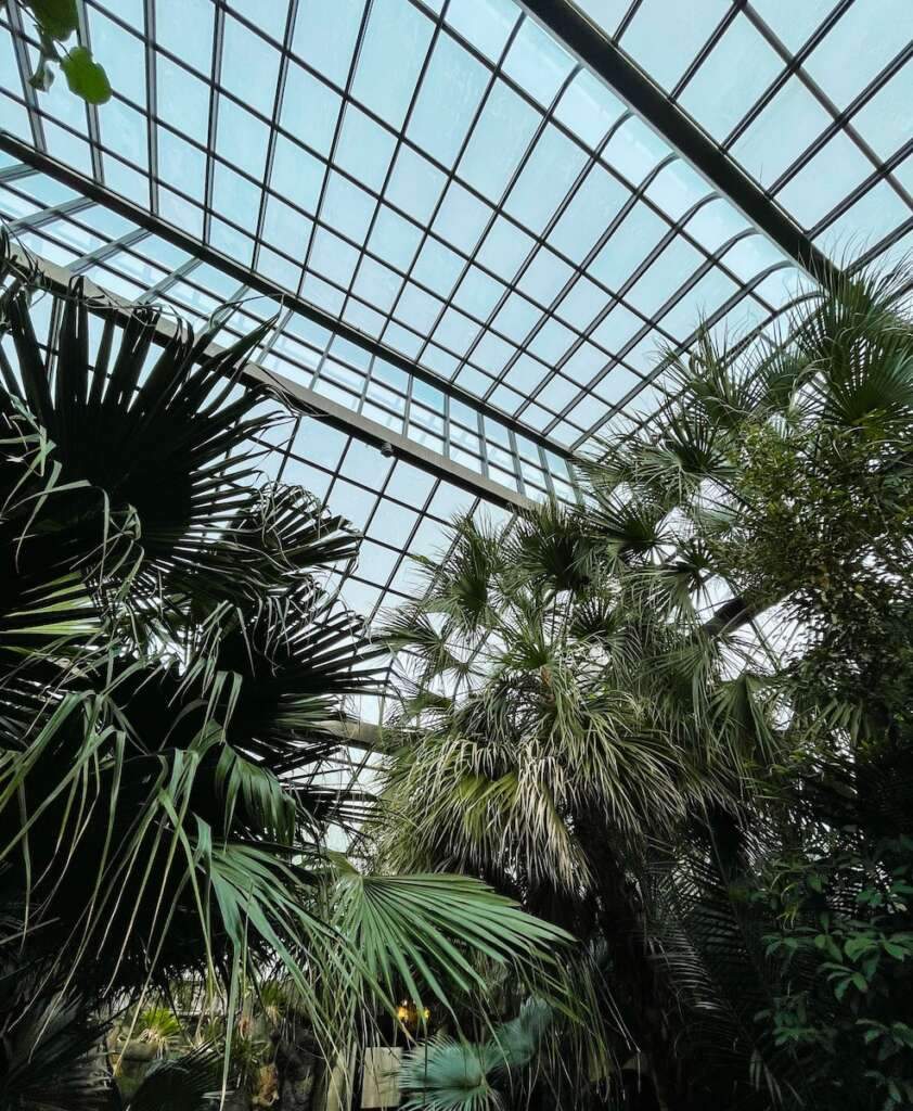 a large glass ceiling with trees of Cincinnati Zoo and Botanical Garden. Visit this is one of the best things to do in Cincinnati