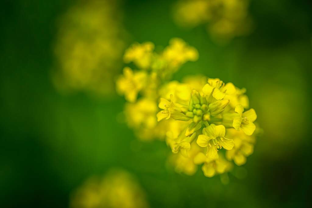Summer Season: The yellow flower in tilt shift lens