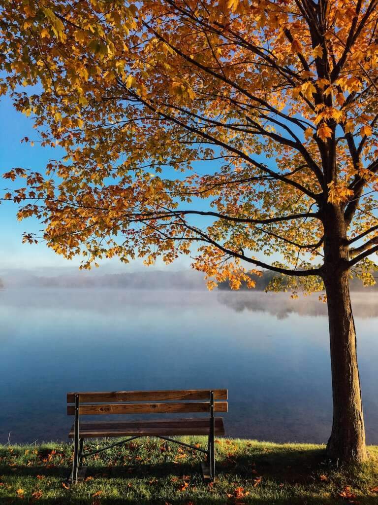 Autumn: brown wooden bench beside tree