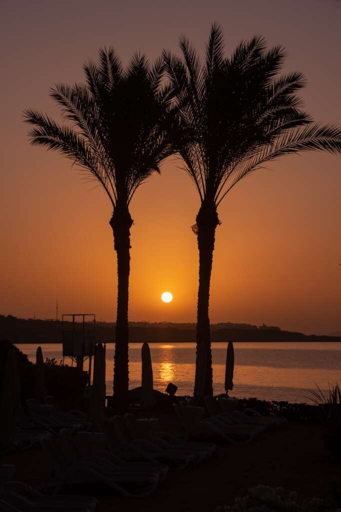 Summer season in Egypt: two palm trees in front of a body of water
