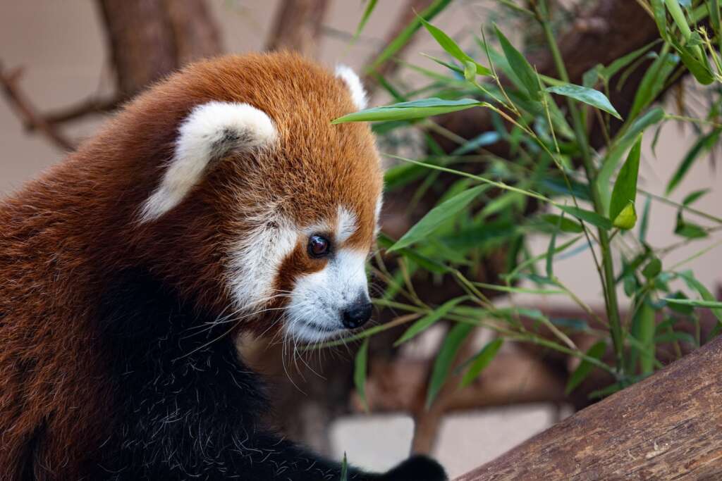 a red panda exhibit in Oklahoma City Zoo looks cute. Visit the Oklahoma zoo is one of the best things to do in Oklahoma