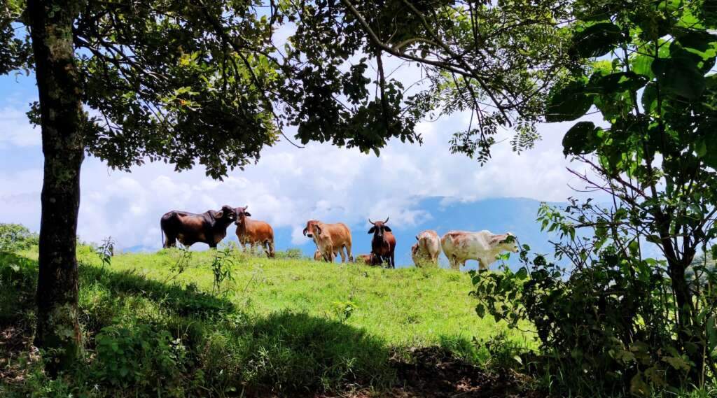 Spring Seeason is a best time to visit Colombia. a herd of cattle standing on top of a lush green field